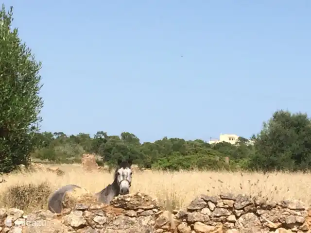 Casa Portuguesa en Portugal, Algarve, Moncarapacho - villa Caballos en los alrededores