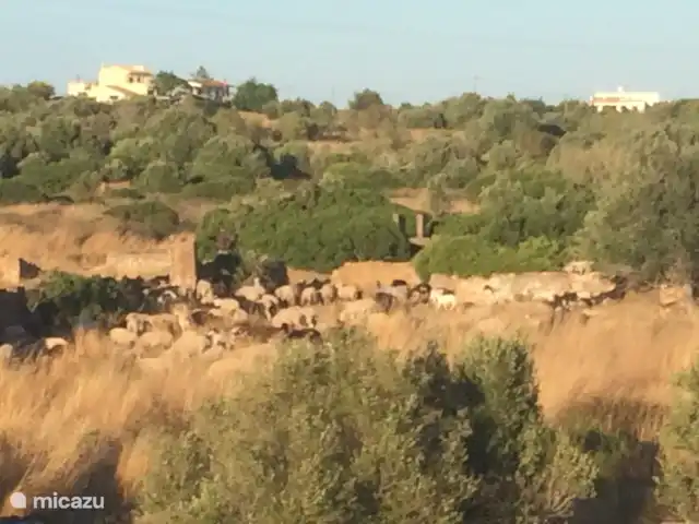 Casa Portuguesa en Portugal, Algarve, Moncarapacho - villa Pastores con rebaños de ovejas