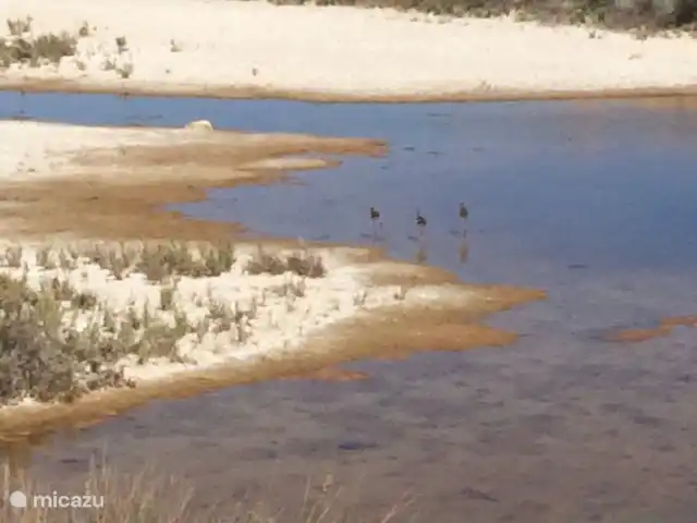 Casa Portuguesa en Portugal, Algarve, Moncarapacho - villa Ria Formosa con aves migratorias
