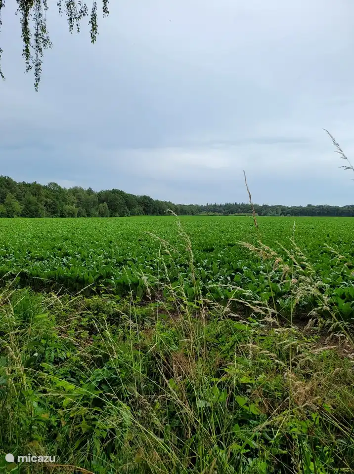 Das Ferienhaus liegt in einer ländlichen Gegend.