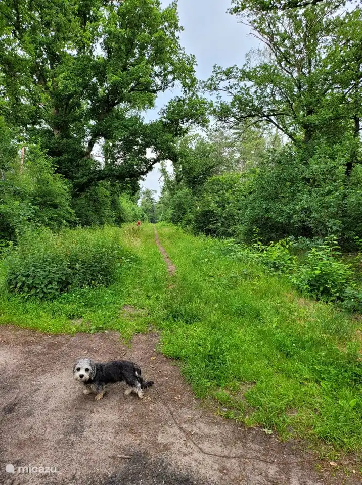 Harry zeigt, wie schön dieser Wald ist!