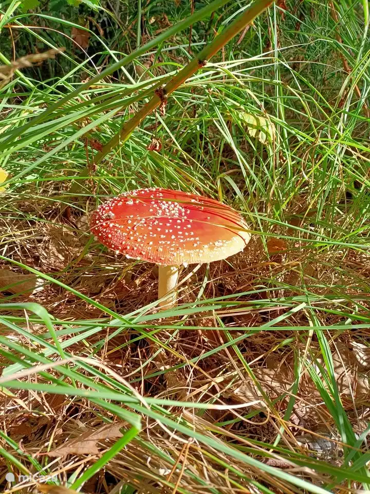 Auch schön in Herbststimmung!