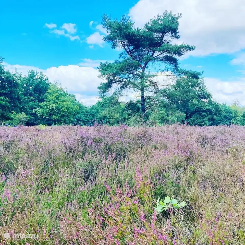 Schöner Spaziergang in der Nachbarschaft zwischen der Heide