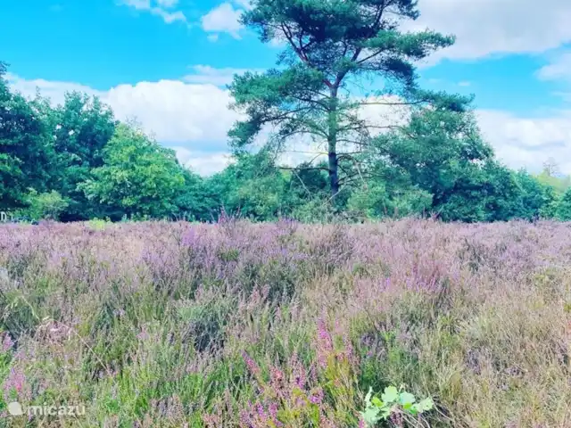 Superhost : Magnifique chalet dans la Veluwe | Pays-Bas, Gueldre, Otterlo - chalet Belles promenades dans la région entre la lande