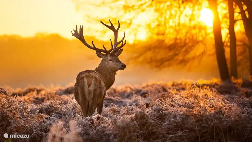 In unmittelbarer Nähe begegnen Ihnen beim Wandern viele Wildtiere.