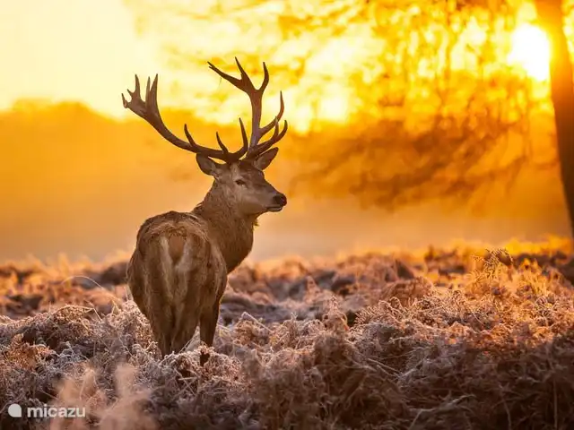 Superhost : Magnifique chalet dans la Veluwe | Pays-Bas, Gueldre, Otterlo - chalet Dans les environs immédiats, vous rencontrerez beaucoup d'animaux sauvages en vous promenant.
