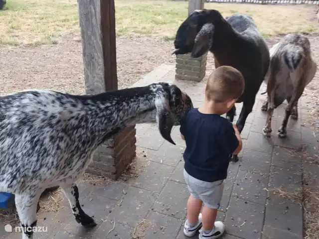 Camping La parcela pallegarste 162 en Países Bajos, Overijssel, Mariënberg  - mobil home / caravana Zoológico