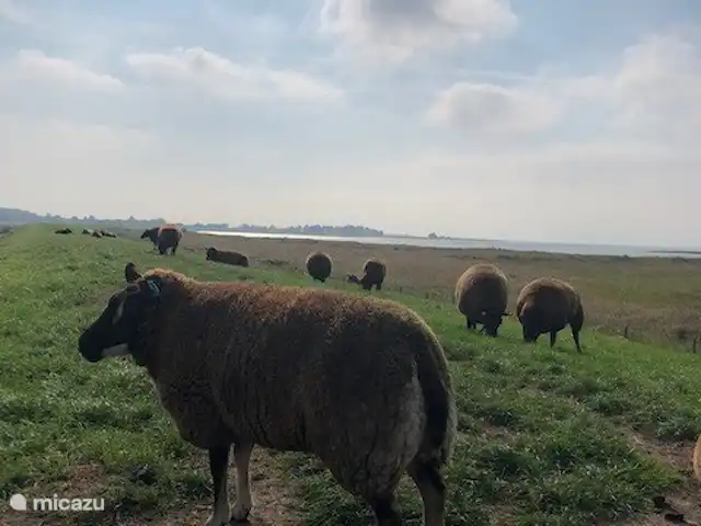 Polle de Beppe en Países Bajos, Frise, Molkwerum - casa vacacional