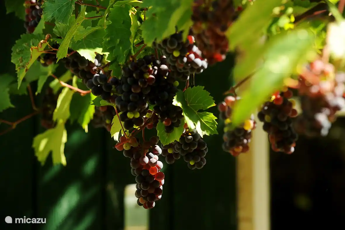 Burgund, die Region der köstlichen französischen Weine mit Sancerre und Pouilly Fumé in der Nähe