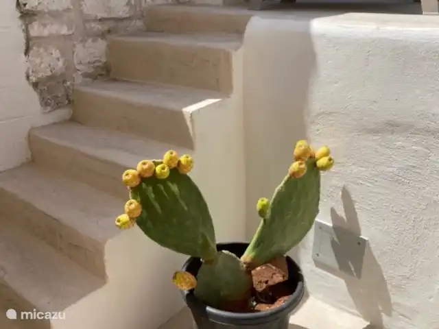 House the white tulip | Italie, Pouilles (Puglia), Ostuni - maison de ville Terrasse sur le toit avec cactus.