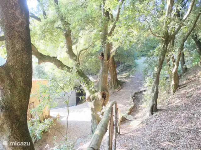 apartamento en Italia, Toscana, Castelfranco Piandisco – Borgo Morgiano-Torre Árboles seculares.