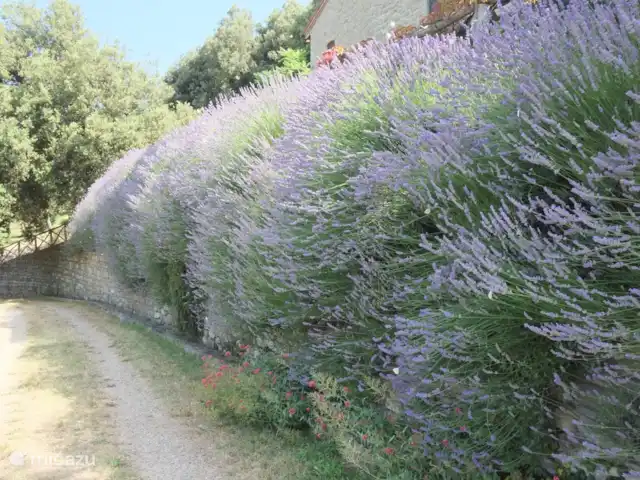 apartamento en Italia, Toscana, Castelfranco Piandisco – Borgo Morgiano-Torre Lavanda en flor.