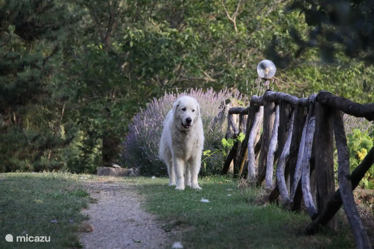 Notre chien super sympathique Enzo vous accueillera