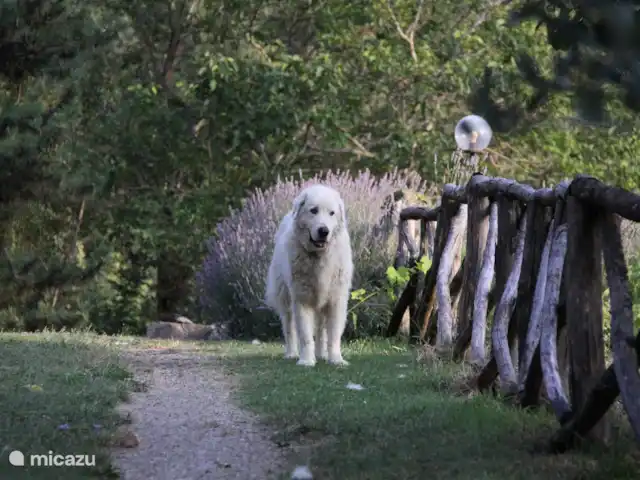 apartamento en Italia, Toscana, Castelfranco Piandisco – Borgo Morgiano-Torre Nuestro perro súper amigable Enzo te dará la bienvenida.