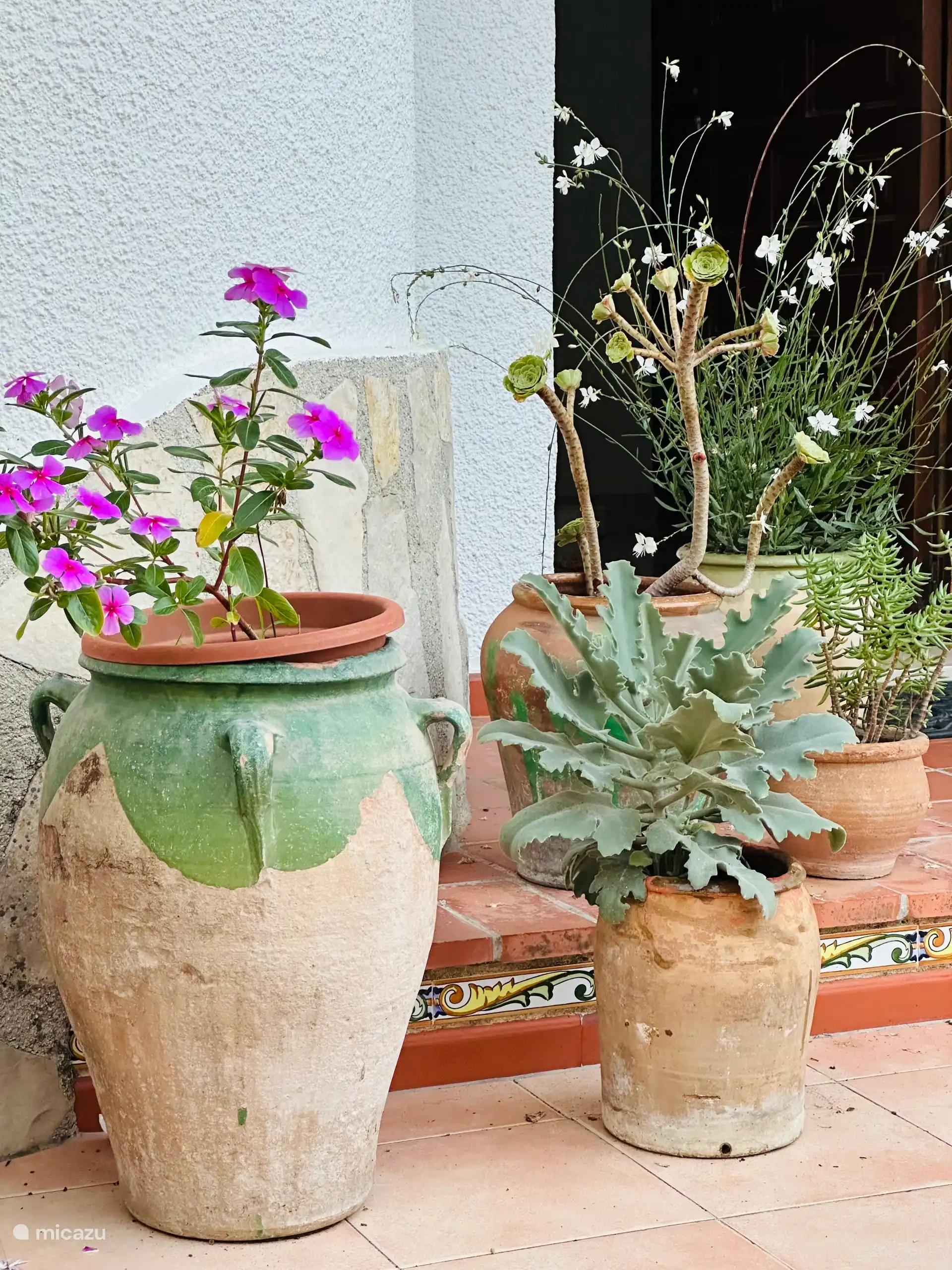 Sukkulenten in schönen spanischen Töpfen