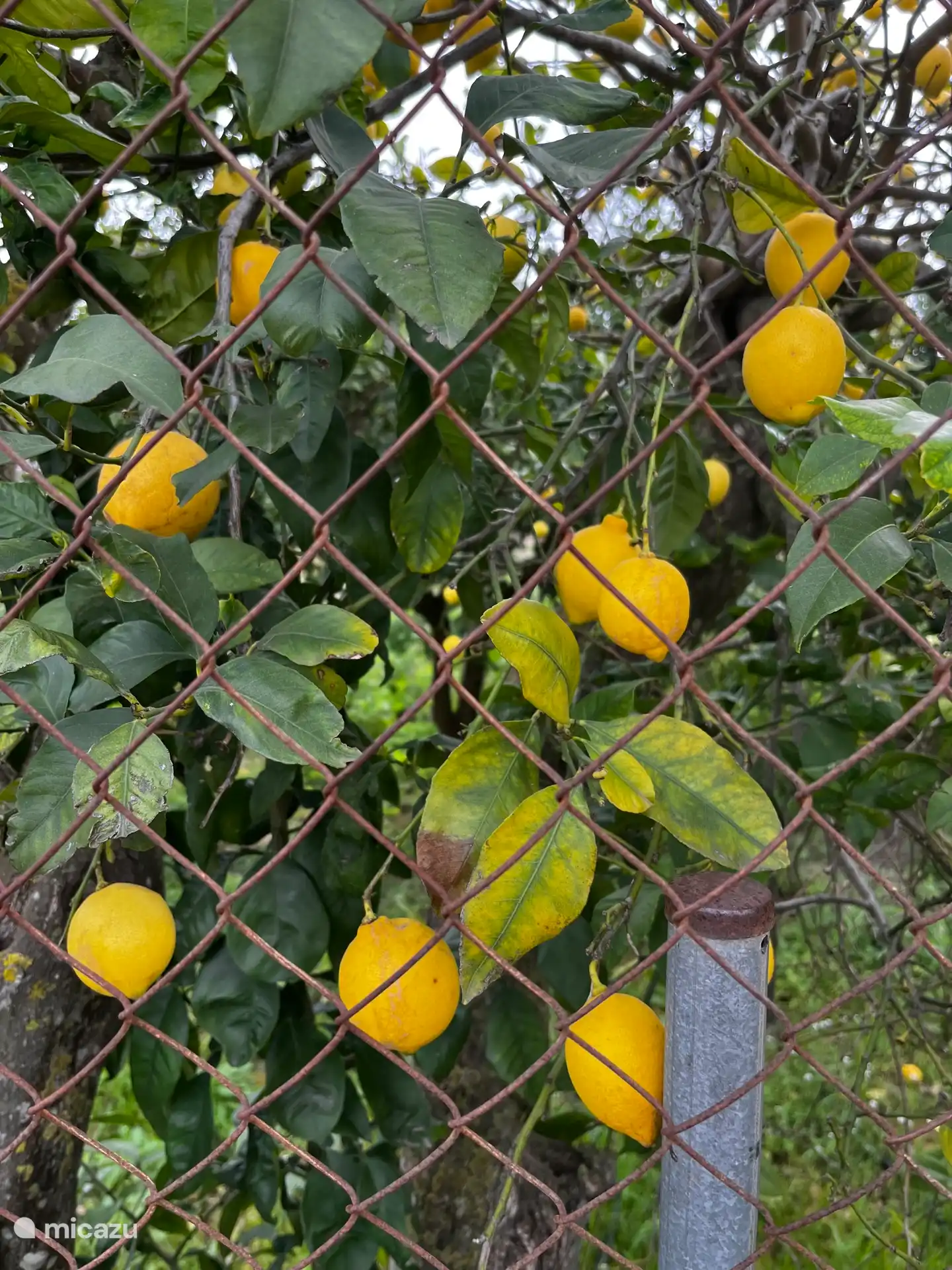 Vom Haus aus können Sie durch die Orangenfelder in das alte Dorf laufen (ca. 30 Minuten)