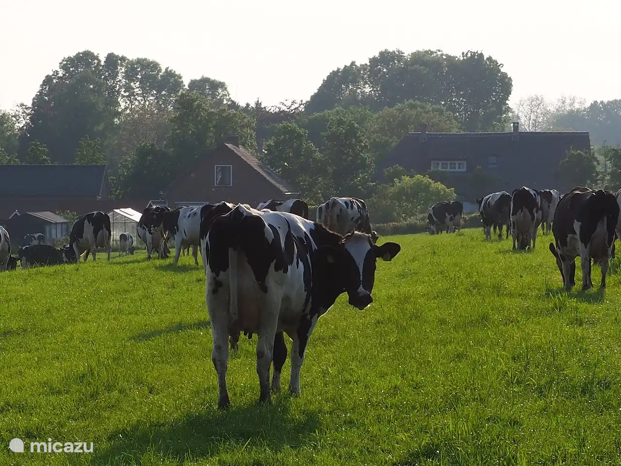 Zicht uit de hooiberg (ingezoomd) op de dames van de buurman, boer Jan