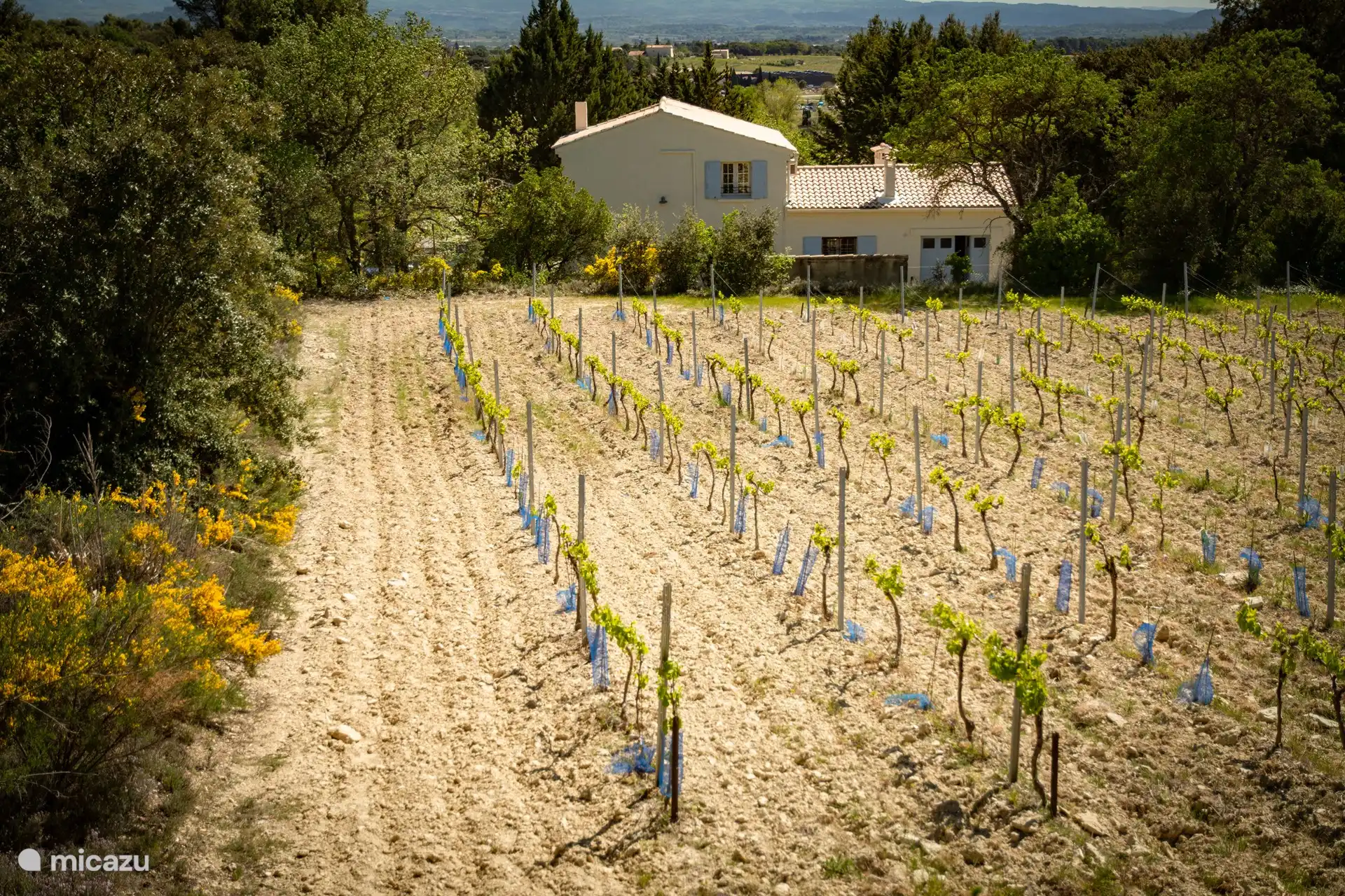 Weinberg der Villa Cantirane hinter dem Haus