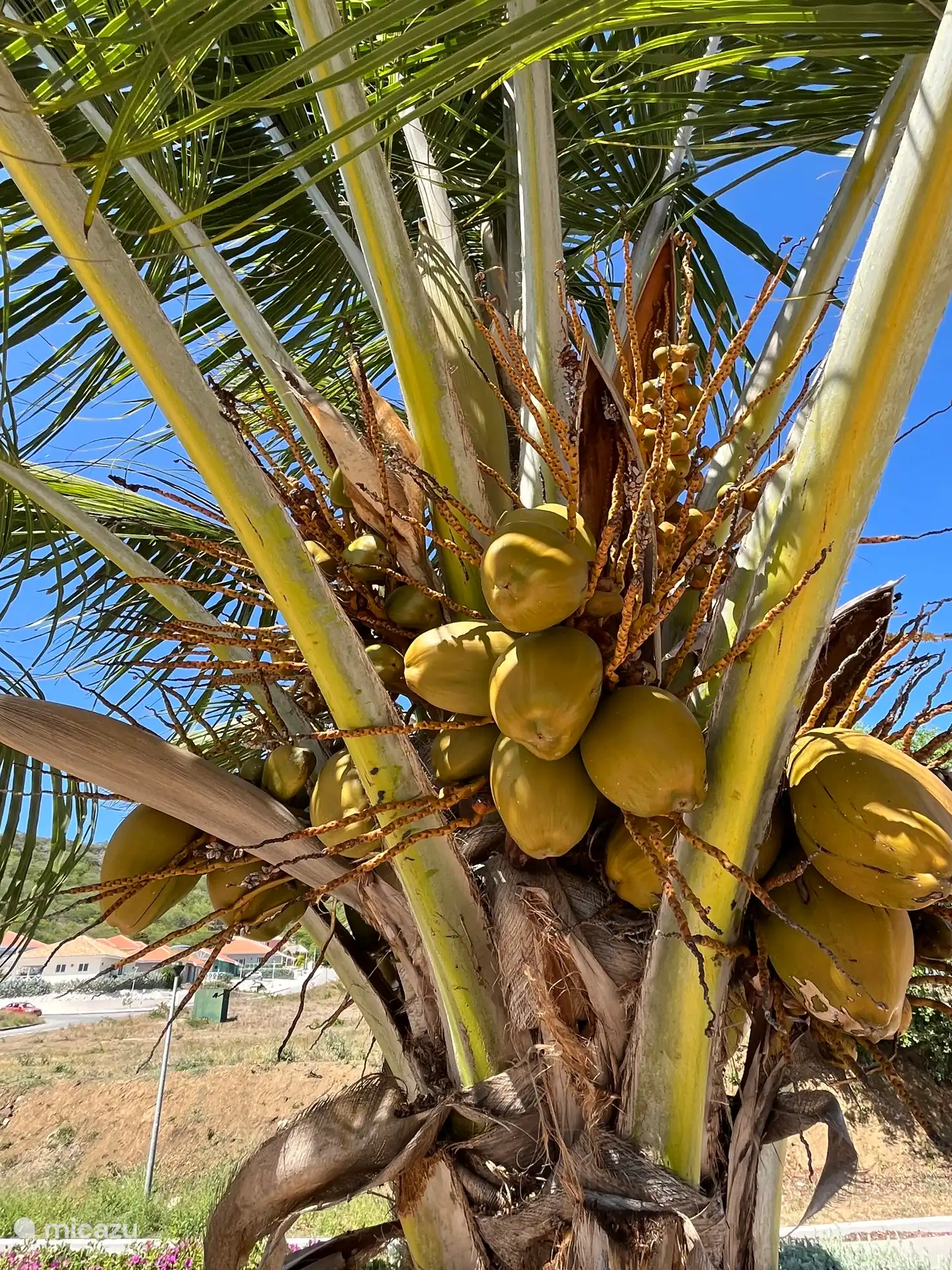 Pflücken Sie Ihre eigene frische Kokosnuss 