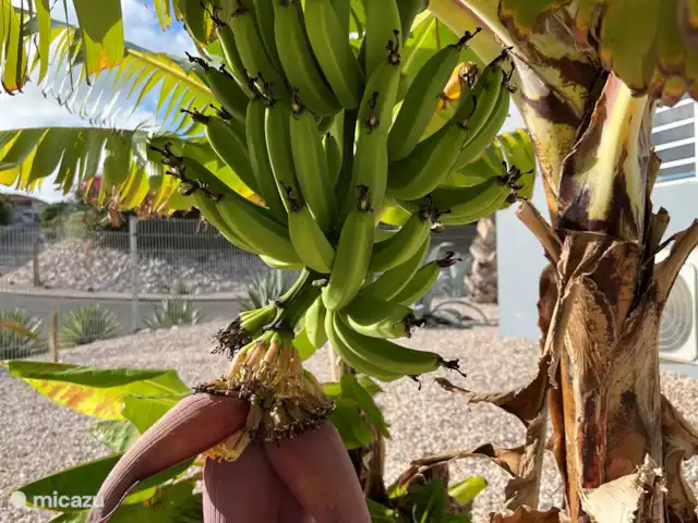 Casa C24 avec piscine privée | Curaçao, Banda Abou (ouest), Fontein - villa Le jardin possède diverses plantes fruitières et arbres. Avec un peu de chance, vous pourrez manger de délicieuses bananes sucrées de votre propre jardin.