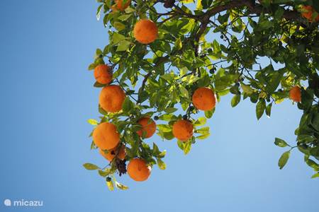 Algarve sinaasappels