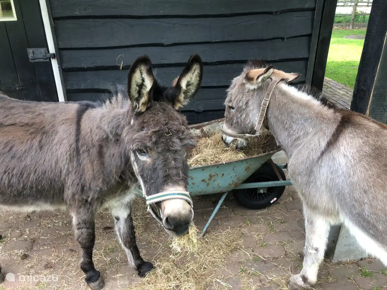 Ferme pour enfants sur le domaine De Schaffelaar.
