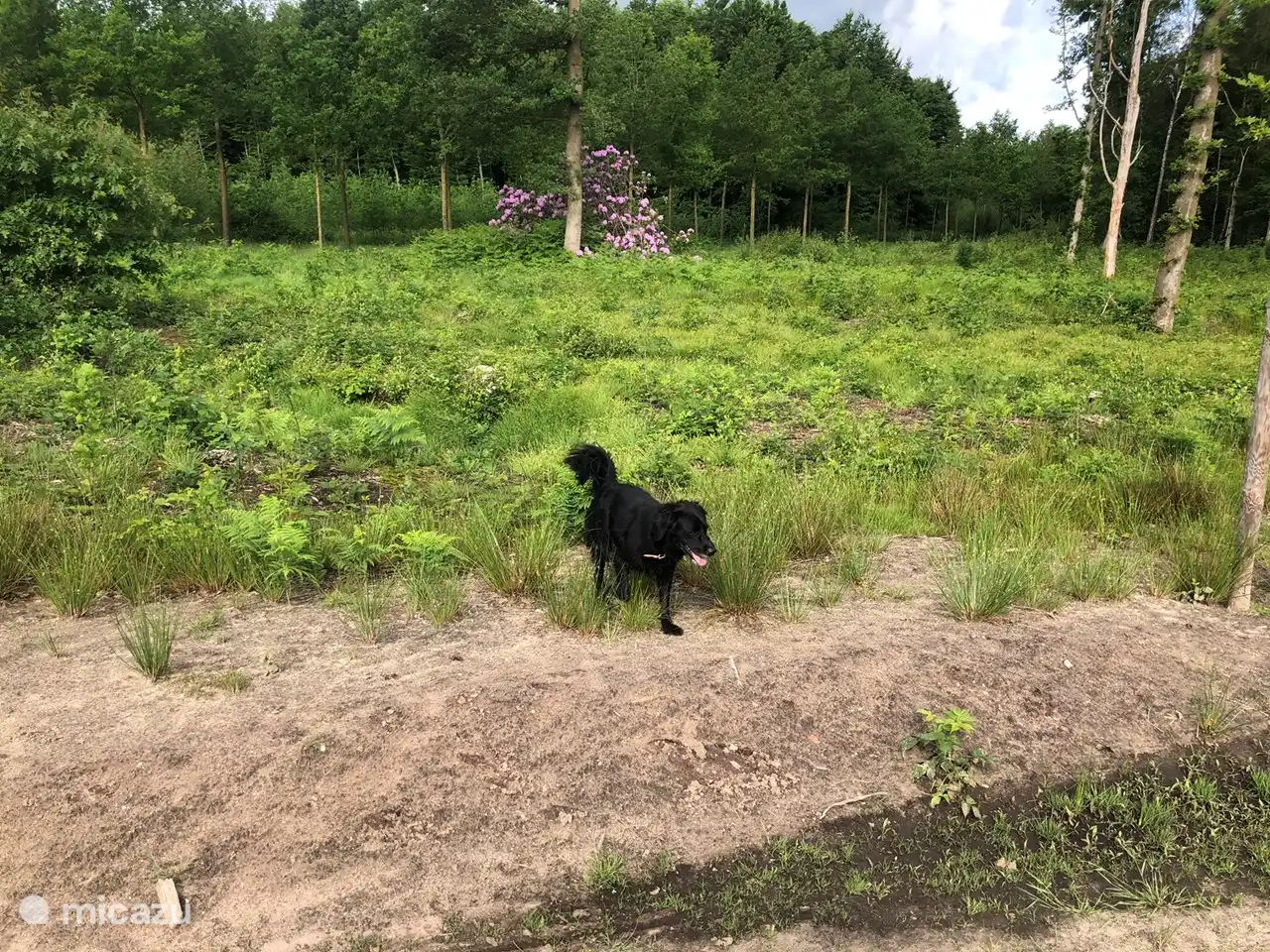 Espace sans laisse pour les chiens ! Domaine Schaffelaer à Barneveld.