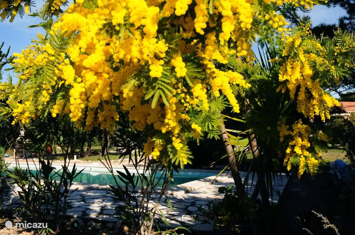 Mimosa au bord de la piscine en pleine floraison