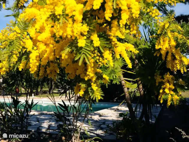 Location de Vacances France, Var, Flayosc, appartement - Résidence Villa Catherine Flayosc Mimosa au bord de la piscine en pleine floraison