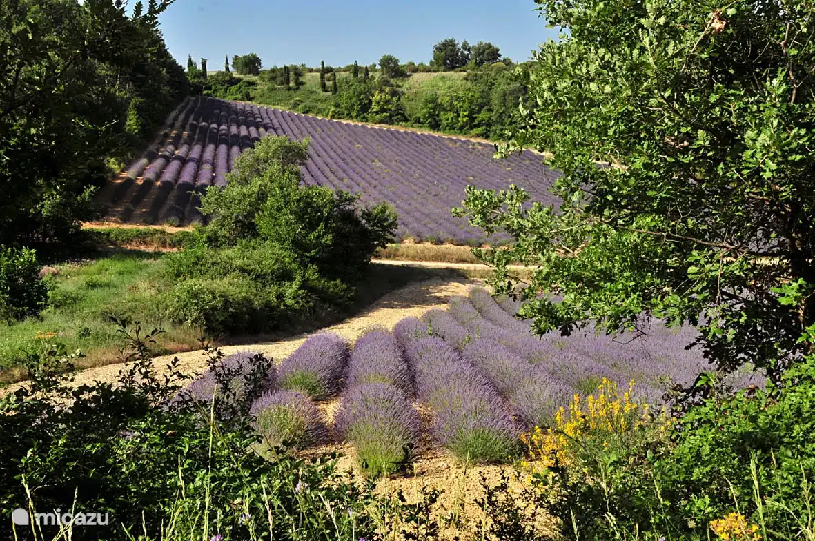 Champs de lavande de mi-juin à mi-juillet