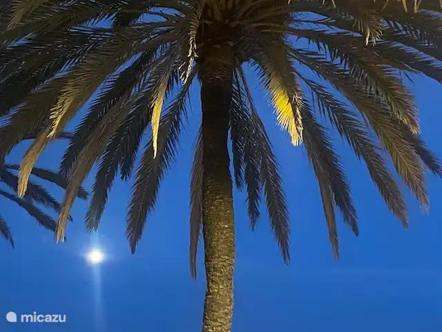 Schöne Palmen in der Nähe