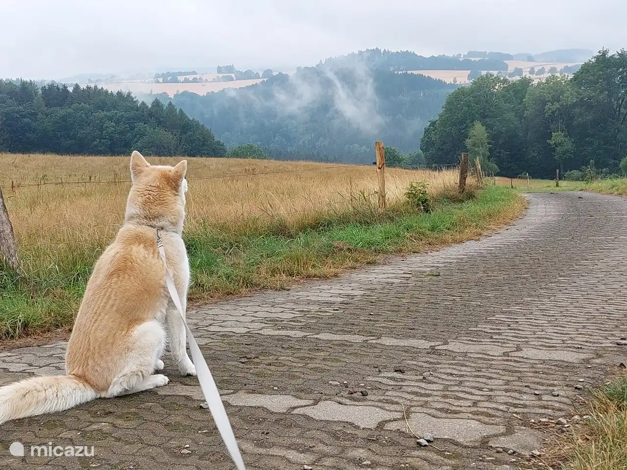 Enjoying the view with your four-legged friend on the first walk of the day.