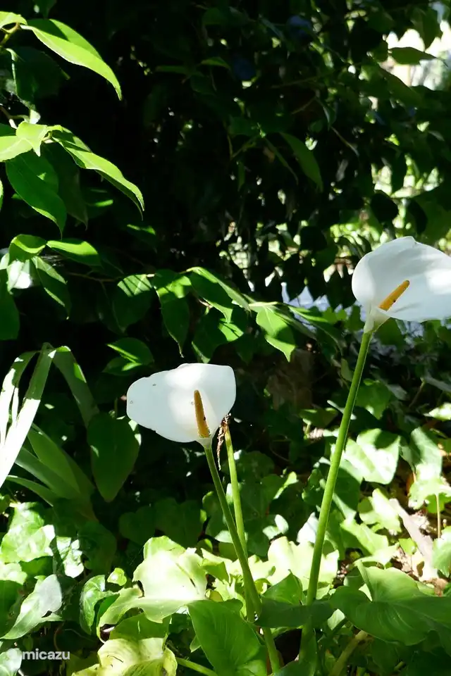 In Eirigo blüht immer alles