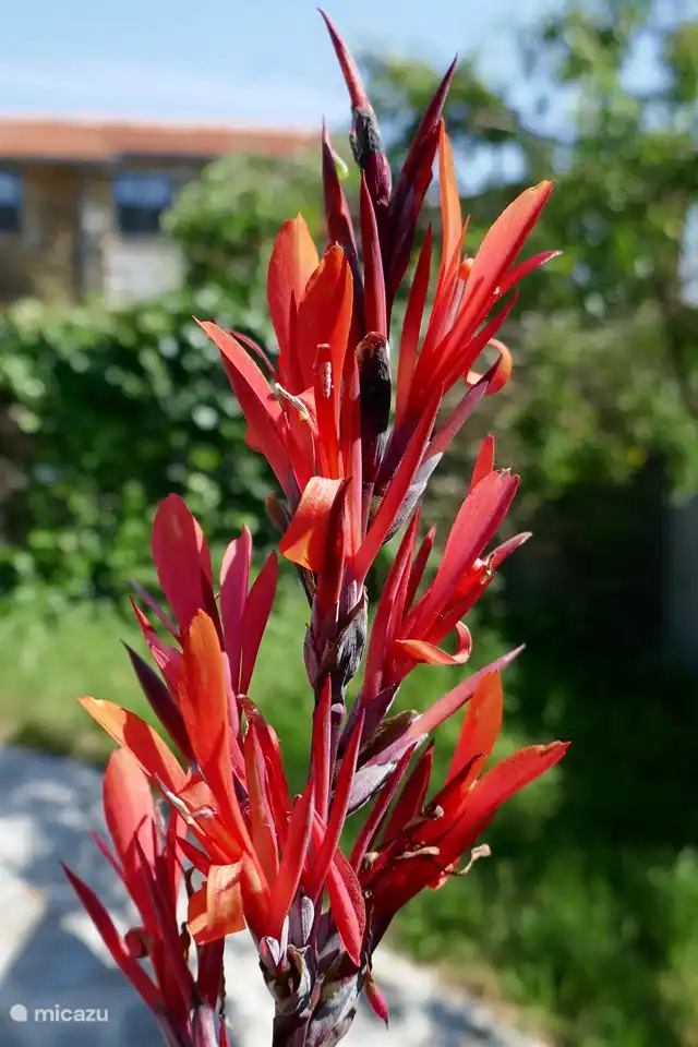 Jede Jahreszeit hat ihre eigenen wunderschönen Blumen