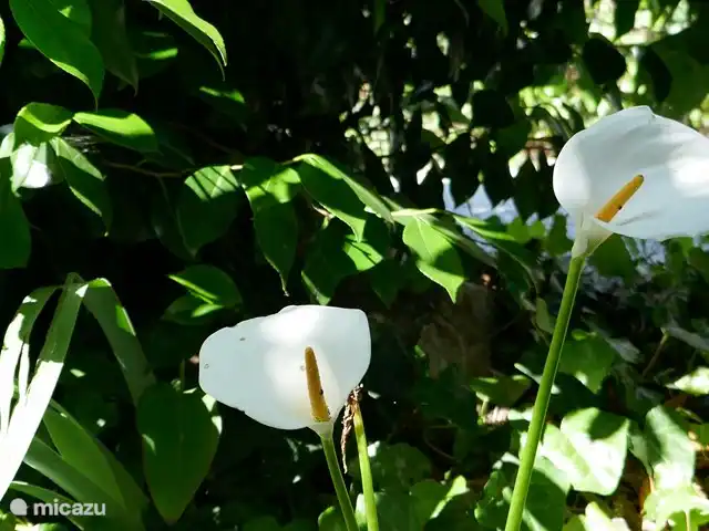 Casa Laranjeira | Portugal, Viseu, Mortágua - maison de vacances A chaque saison ses belles fleurs