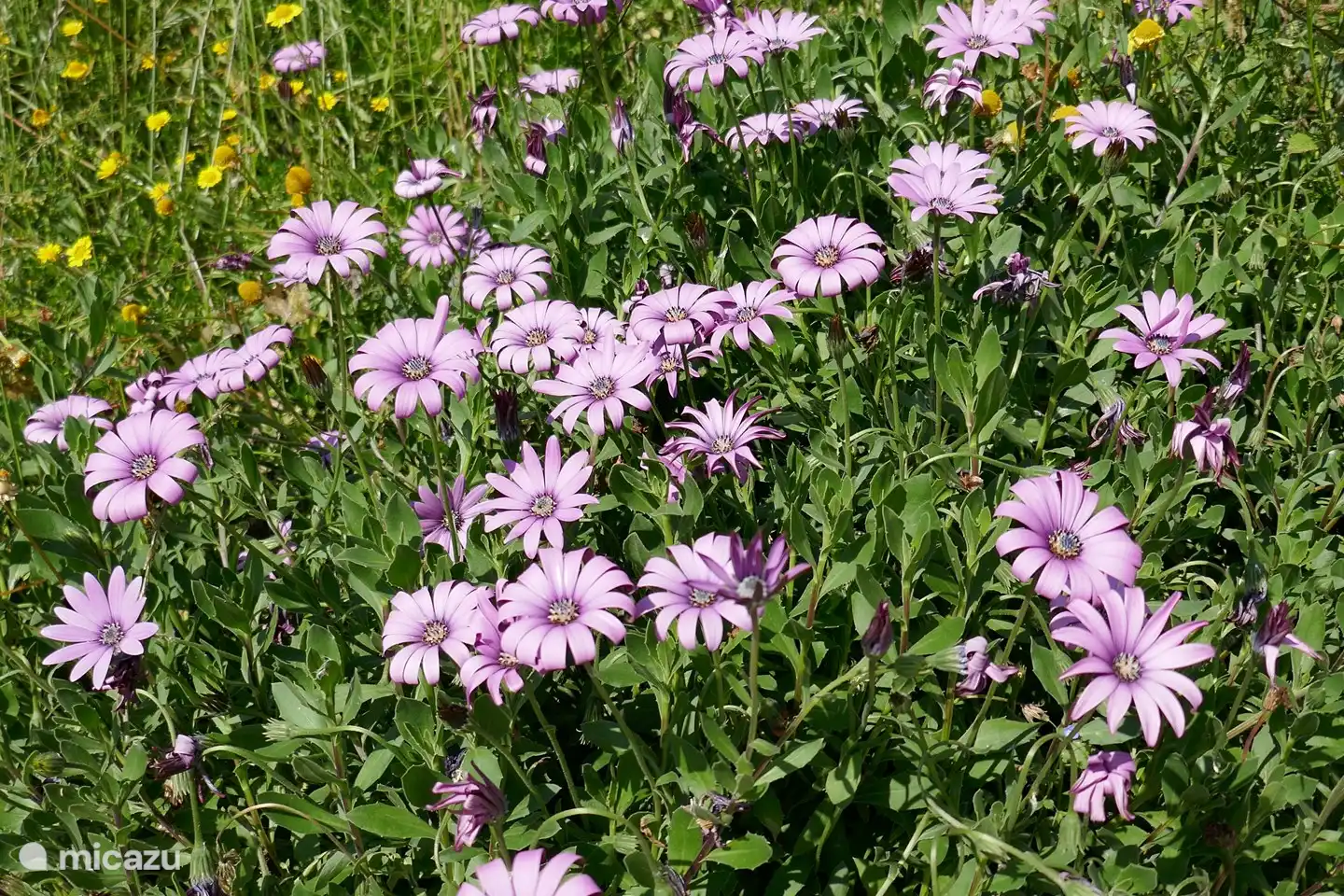 Jede Jahreszeit hat ihre eigenen wunderschönen Blumen