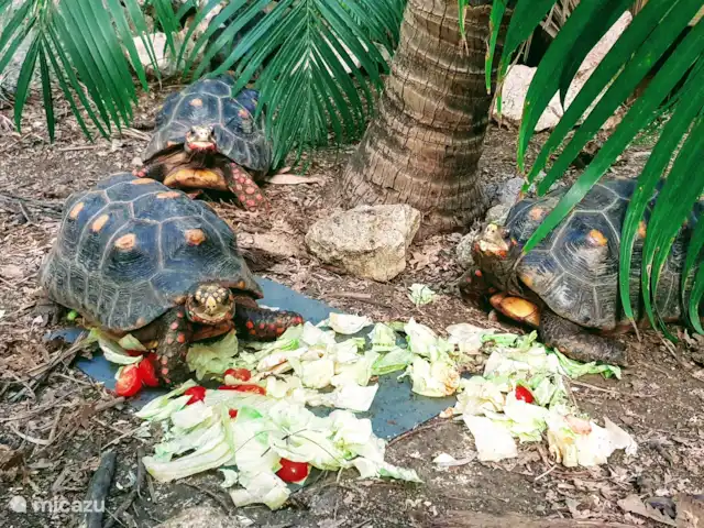 Apartment Jeremi with pool in Curaçao, Curacao-Middle, Julianadorp - bed & breakfast In the garden of Abaai there are 5 turtles