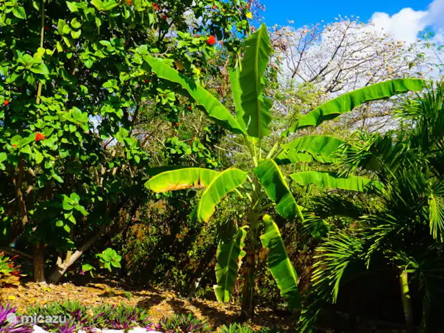 Apartment Jeremi with pool in Curaçao, Curacao-Middle, Julianadorp - bed & breakfast