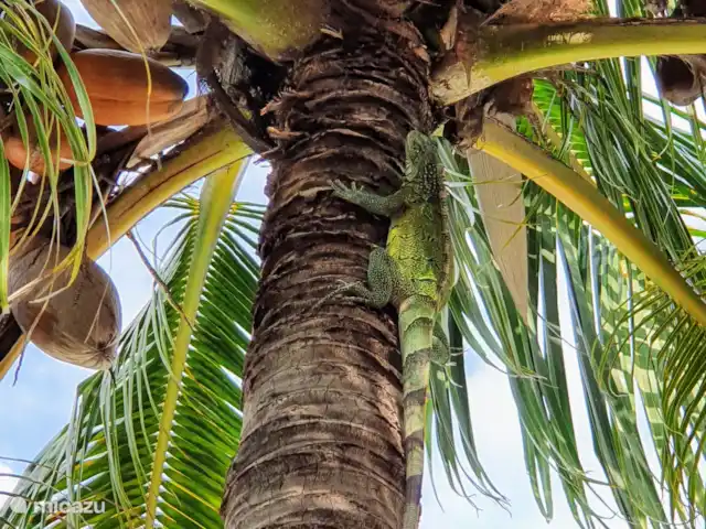 Apartment Jeremi with pool in Curaçao, Curacao-Middle, Julianadorp - bed & breakfast Iguana in one of palm trees. You will regularly encounter them in the garden, just like hummingbirds, for example. The flamingos regularly fly over in the evening.