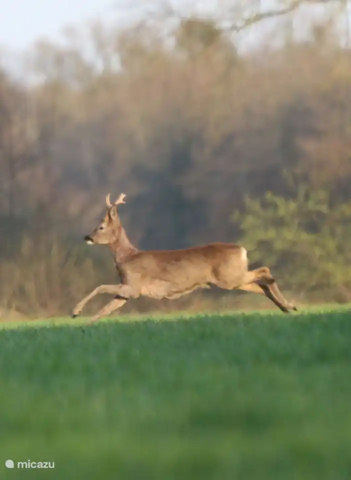 Vous le verrez régulièrement passer du Bakspieker