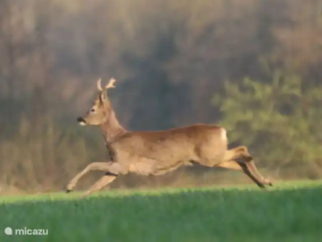 casa vacacional en Países Bajos, Overijssel, Haaksbergen – El Bakspieker en la finca Lankheet Lo verás pasar regularmente desde el Bakspieker.
