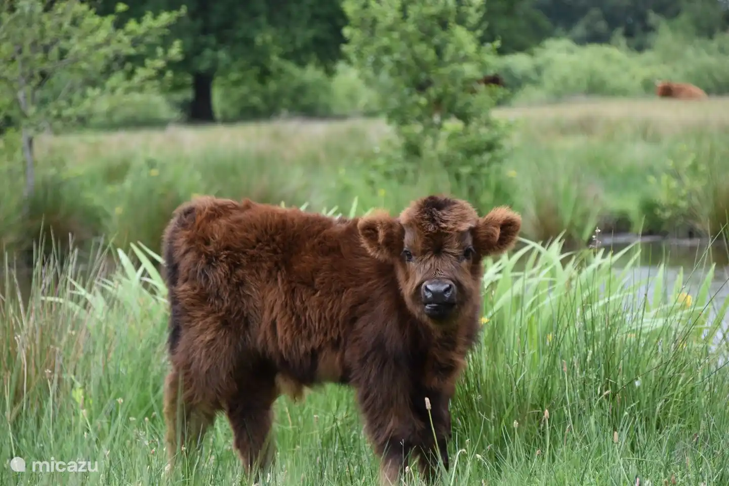 Les montagnards écossais qui vivent dans la réserve naturelle de Witte Veen