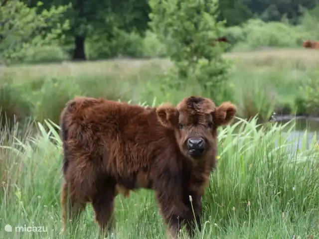 casa vacacional en Países Bajos, Overijssel, Haaksbergen – El Bakspieker en la finca Lankheet Los montañeses escoceses que viven en la reserva natural de Witte Veen