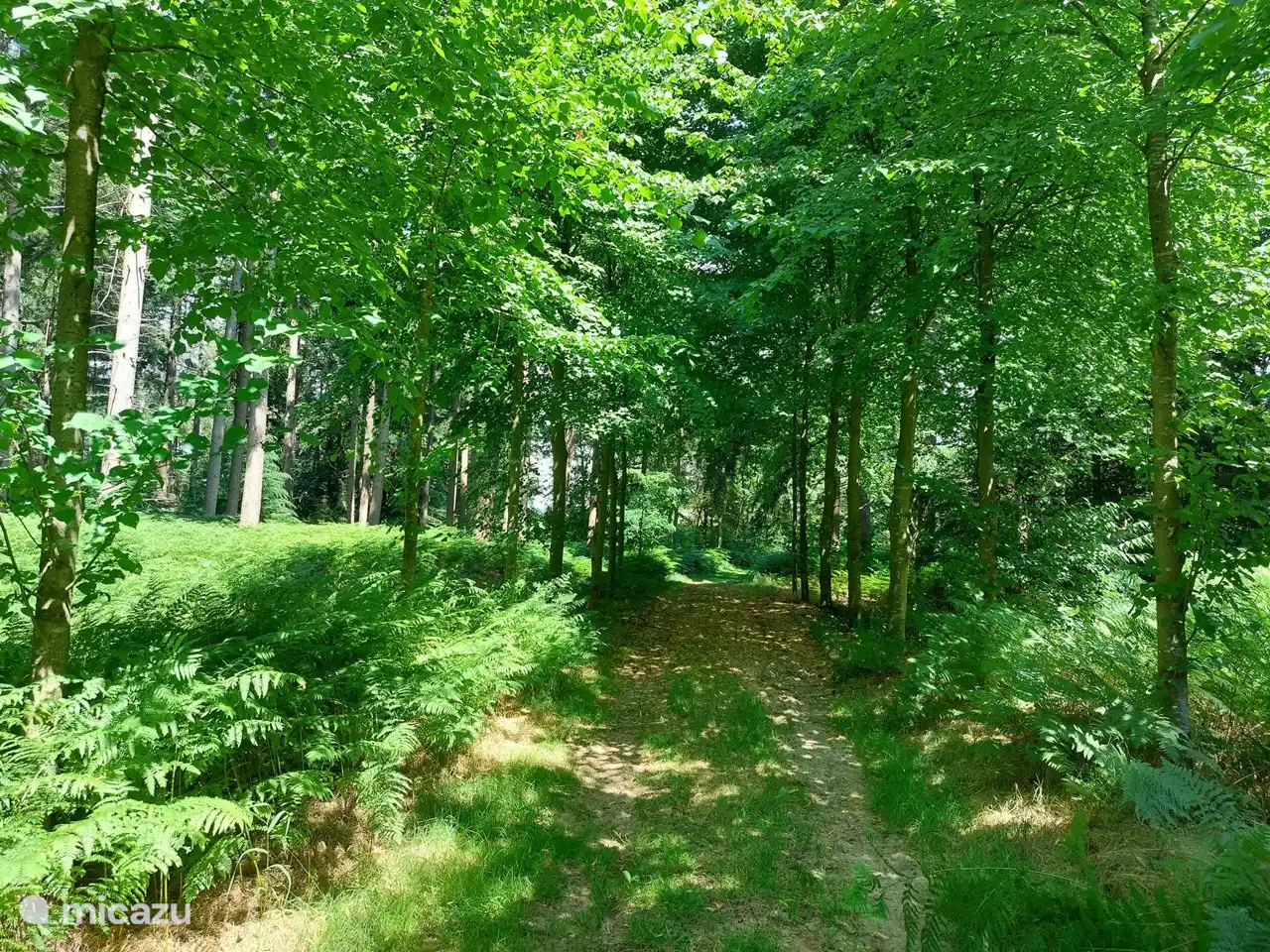 Sentier de randonnée à partir de notre cour. Vous pouvez marcher directement sur le vaste domaine