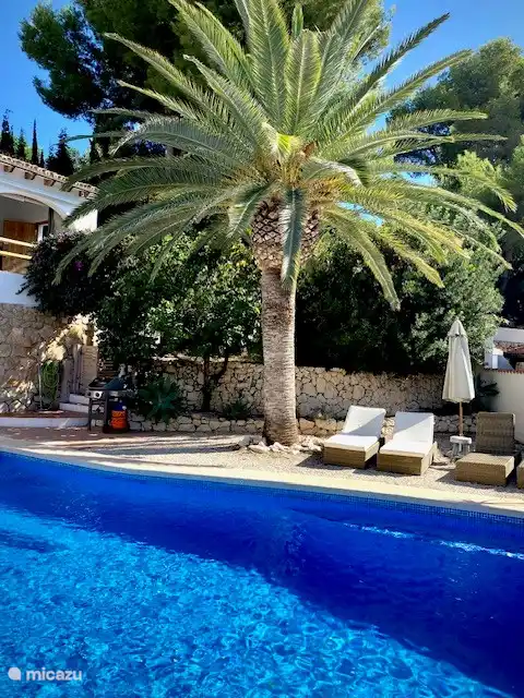 Palmier au bord de la piscine