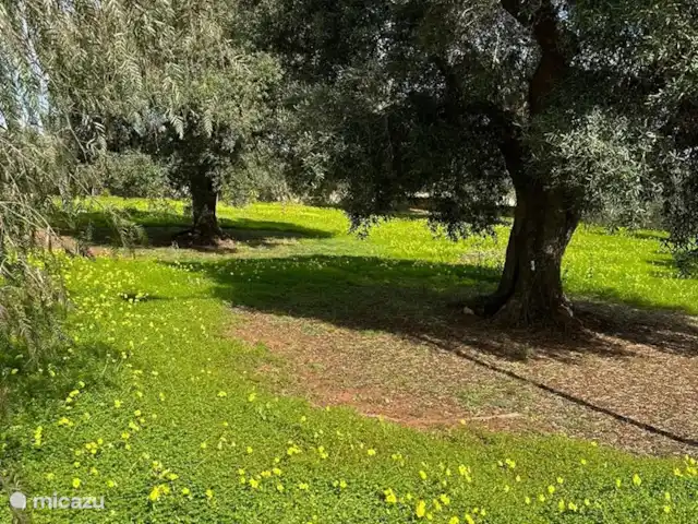 Villa LVM | Italie, Pouilles (Puglia), San Vito dei Normanni - villa Jardin entièrement clos