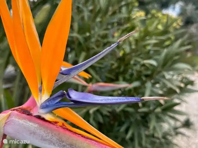 Villa LVM | Italie, Pouilles (Puglia), San Vito dei Normanni - villa Belles fleurs dans le jardin