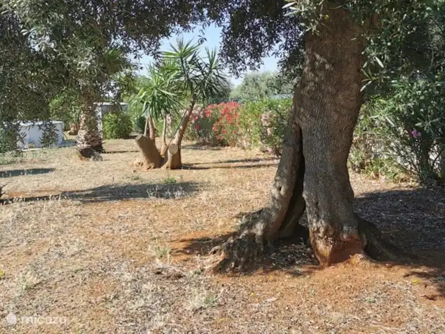 Villa LVM | Italie, Pouilles (Puglia), San Vito dei Normanni - villa Jardin
