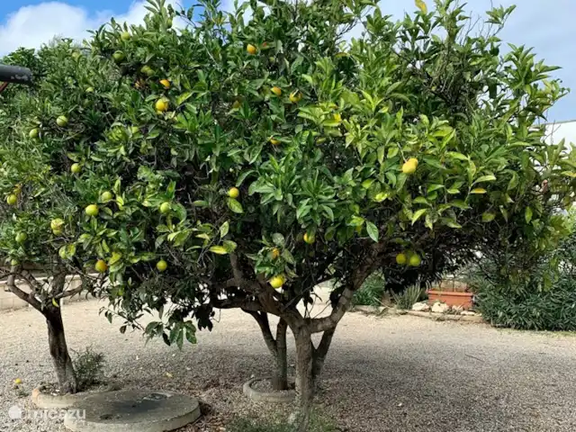 Villa LVM | Italie, Pouilles (Puglia), San Vito dei Normanni - villa Jardin d'agrumes