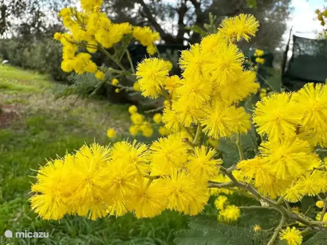 Villa LVM | Italie, Pouilles (Puglia), San Vito dei Normanni - villa Jardin